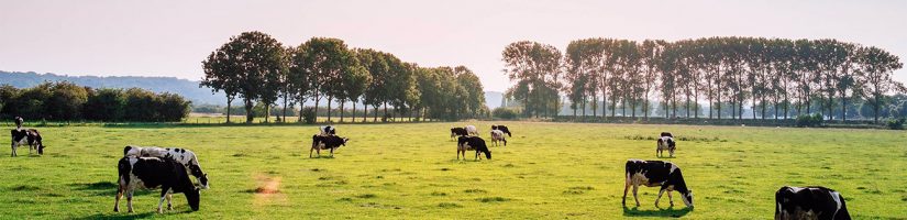 Immobilier : les terres agricoles